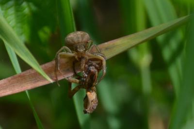 <i>Xysticus</i>