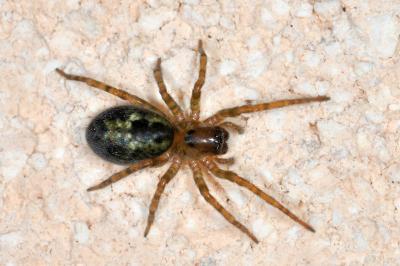 <i>Amaurobius</i>