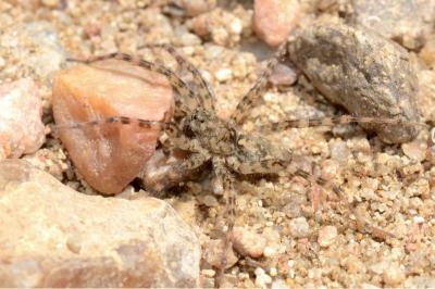 <i>Arctosa perita</i>