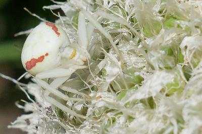 <i>Thomisus</i>