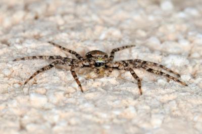 <i>Philodromus margaritatus</i>