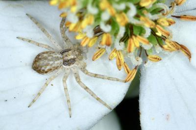 Philodromus dispar
