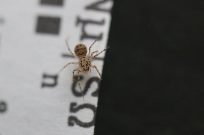 <i>Scytodes thoracica</i>