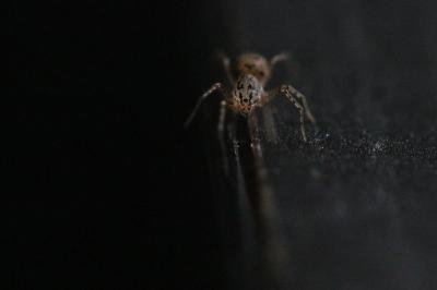 <i>Scytodes thoracica</i>