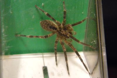 <i>Zoropsis spinimana</i>