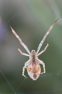 <i>Uloborus walckenaerius</i>