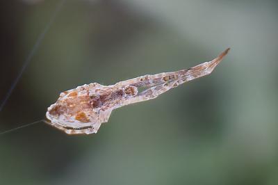<i>Uloborus walckenaerius</i>
