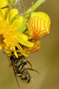 <i>Thomisus onustus</i>