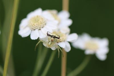 <i>Misumena vatia</i>