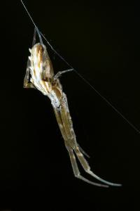 <i>Uloborus walckenaerius</i>