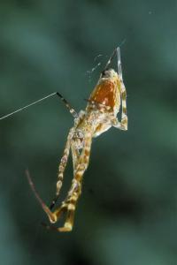 <i>Uloborus walckenaerius</i>