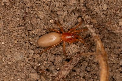 <i>Dysdera</i>
