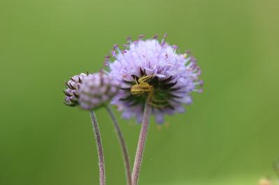 <i>Runcinia grammica</i>