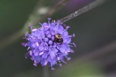 <i>Synema globosum</i>