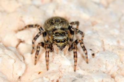 <i>Pseudeuophrys erratica</i>