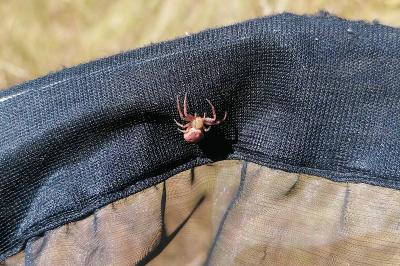 <i>Xysticus</i>