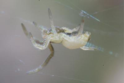 <i>Uloborus walckenaerius</i>