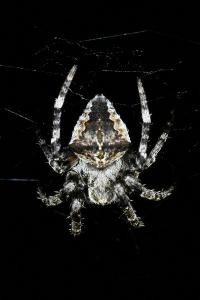 <i>Araneus angulatus</i>