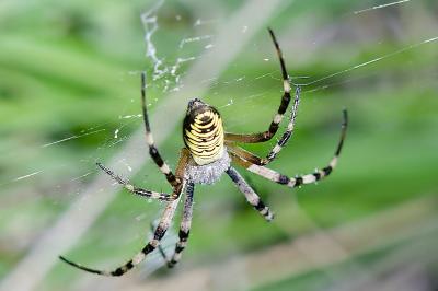 <i>Argiope bruennichi</i>