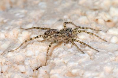 <i>Pardosa</i>