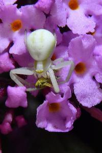 <i>Misumena vatia</i>