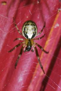 <i>Zygiella x-notata</i>
