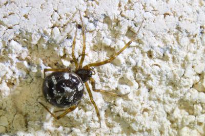 <i>Steatoda triangulosa</i>
