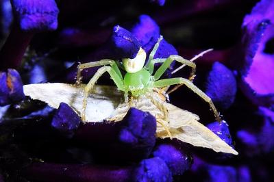<i>Ebrechtella tricuspidata</i>