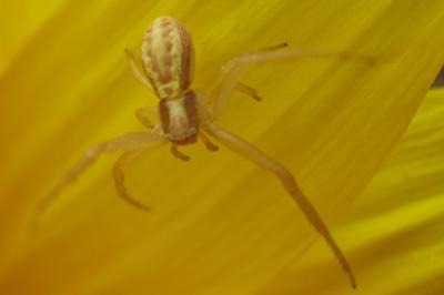 <i>Runcinia grammica</i>