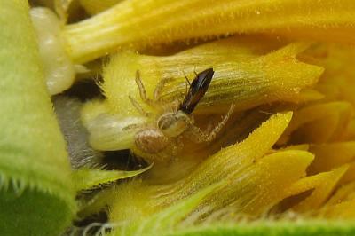<i>Xysticus</i>