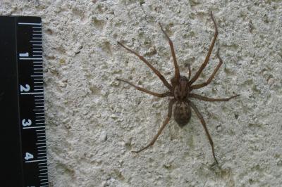 <i>Tegenaria</i>
