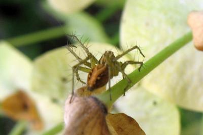 <i>Oxyopes</i>