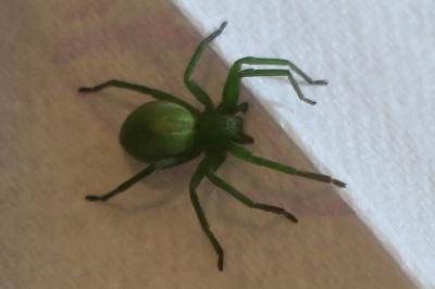 <i>Micrommata</i>