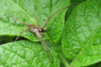 <i>Pisaura mirabilis</i>