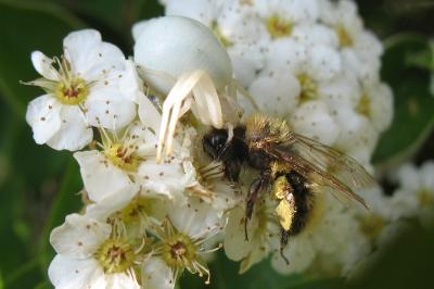 <i>Misumena vatia</i>