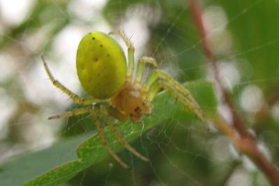 <i>Araniella</i>