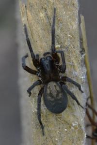 <i>Amaurobius ferox</i>
