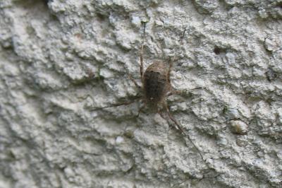 <i>Odiellus spinosus</i>