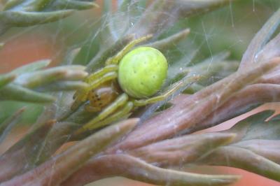 <i>Araniella</i>