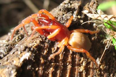 <i>Dysdera crocata</i>