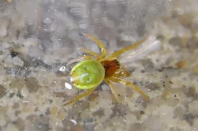 <i>Araniella</i>