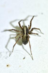 <i>Pardosa</i>