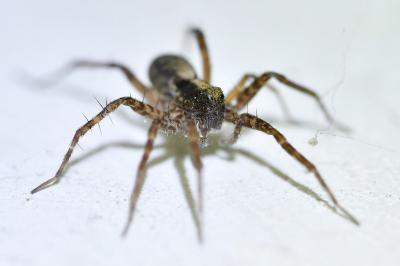 <i>Pardosa</i>
