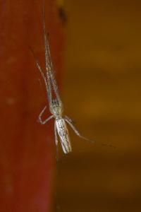 <i>Tetragnatha</i>