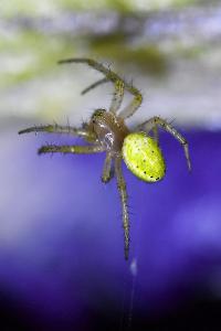 <i>Araniella cucurbitina</i>