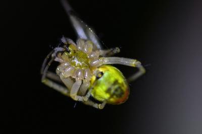 <i>Araniella cucurbitina</i>