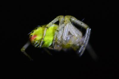 <i>Araniella cucurbitina</i>