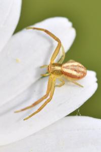 <i>Runcinia grammica</i>