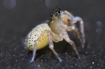 <i>Saitis barbipes</i>