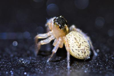 <i>Saitis barbipes</i>